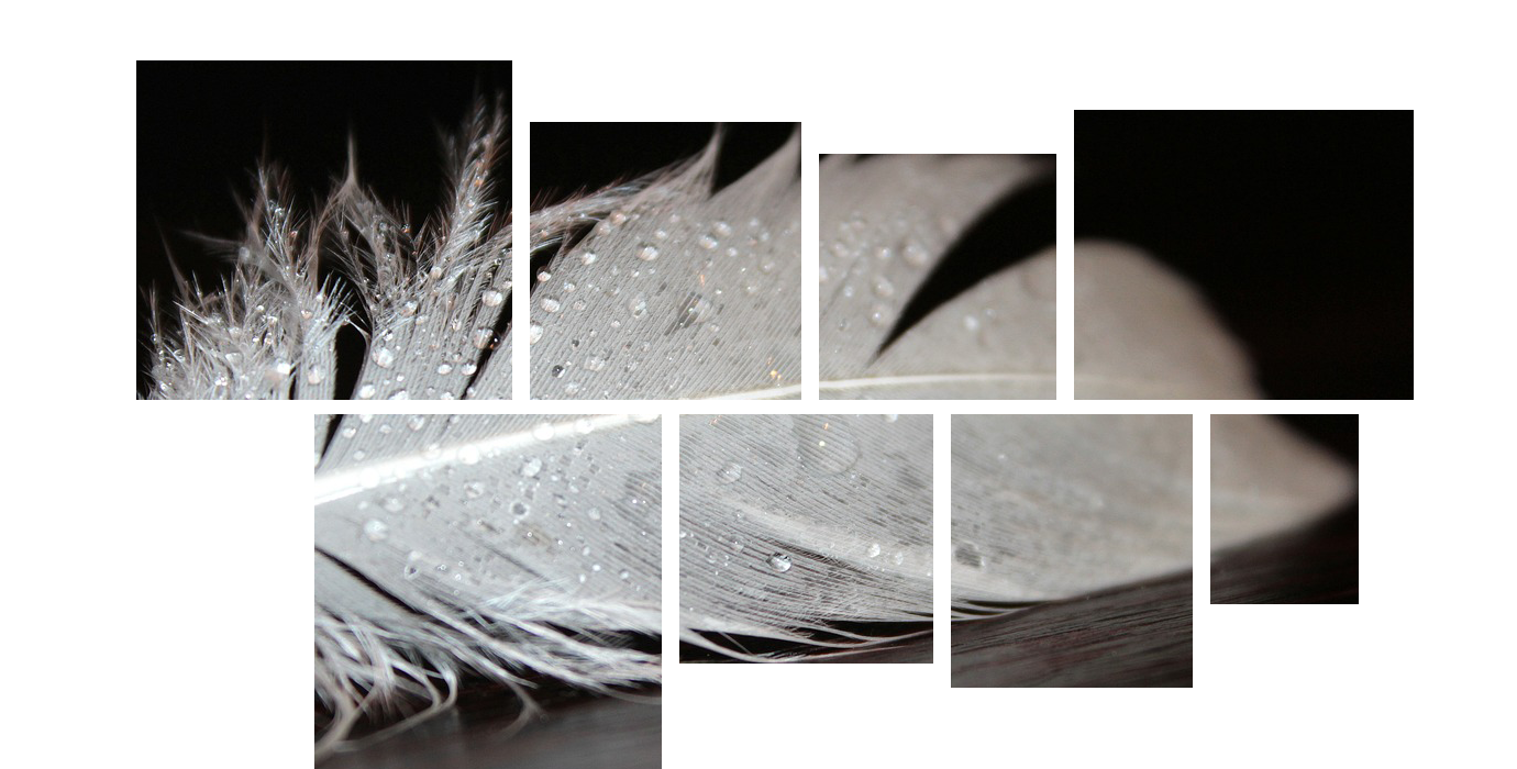 Macro collage of light gray bird feather with sparkling water droplets arranged in a staggered grid against a stark black background, showcasing delicate texture and organic beauty.
